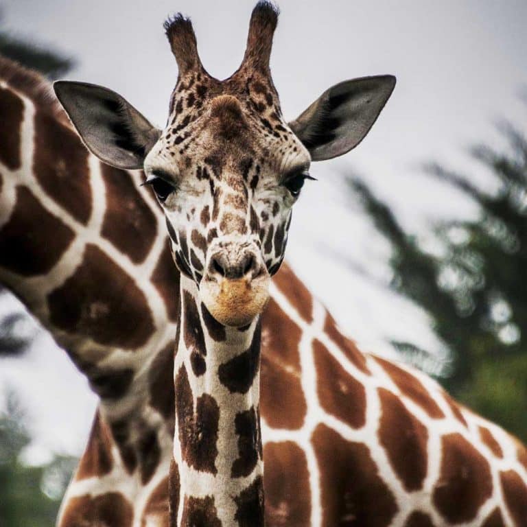 botswana eco tour-giraffes